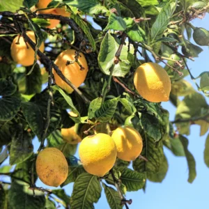 Eureka Lemon Tree Live Plant for Planting, 4 Inch Tall, Potted, Pink Eureka Lemon Tree, Pink Eureka Lemon Tree