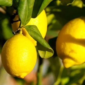 Pink Eureka Lemon Plant for Planting, 3 to 4 Inch Tall, Potted, Pink Eureka Lemon Tree