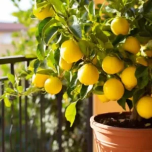 Pink Eureka Lemon Plant for Planting, 3 to 4 Inch Tall, Potted, Pink Eureka Lemon Tree