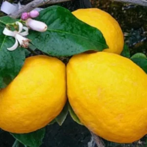 Pink Eureka Lemon Plant for Planting, 3 to 4 Inch Tall, Potted, Pink Eureka Lemon Tree