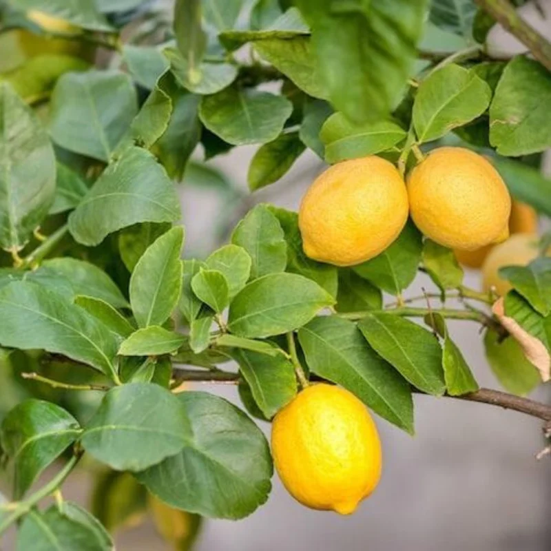 Pink Eureka Lemon Plant for Planting, 3 to 4 Inch Tall, Potted, Pink Eureka Lemon Tree