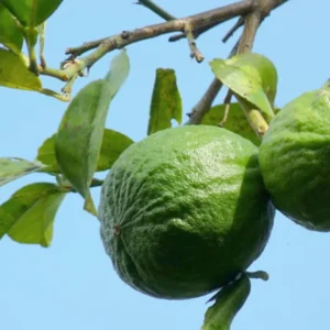 Key Lime Tree Live Plant for Planting, 3 to 4 Inch Tall, Potted, Key Lime Bush, Key Lime Plant, Live Key Lime Tree, Citrus Fruit Tree