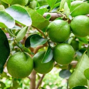 Key Lime Tree Live Plant for Planting, 3 to 4 Inch Tall, Potted, Key Lime Bush, Key Lime Plant, Live Key Lime Tree, Citrus Fruit Tree