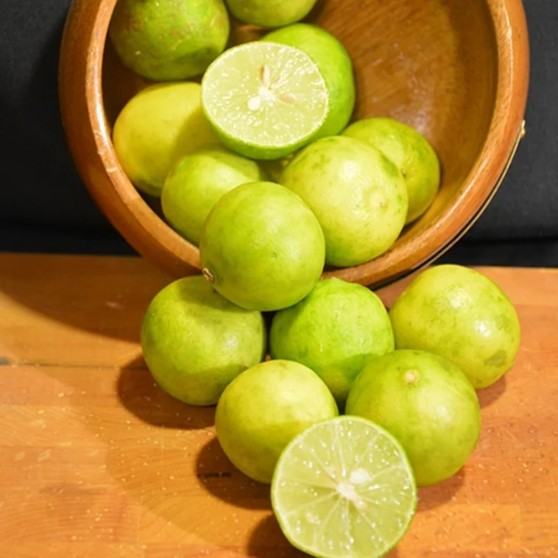 Key Lime Tree Live Plant for Planting, 3 to 4 Inch Tall, Potted, Key Lime Bush, Key Lime Plant, Live Key Lime Tree, Citrus Fruit Tree