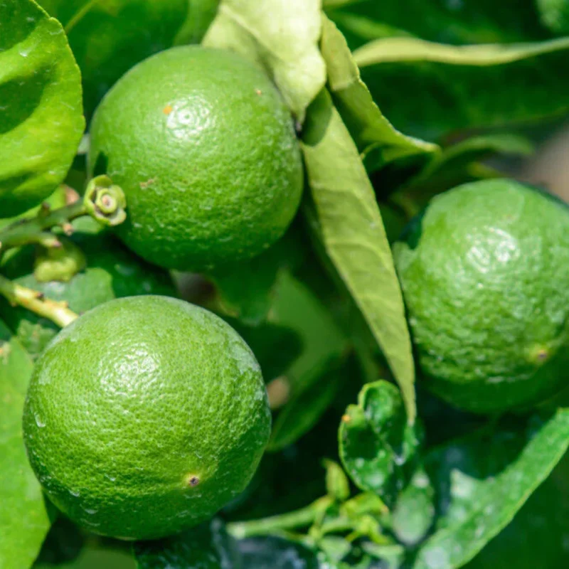 3-4" Tall Key Lime Tree Live Plant, Key Lime Bush, Key Lime Plant, Live Key Lime Tree, Citrus Fruit Tree