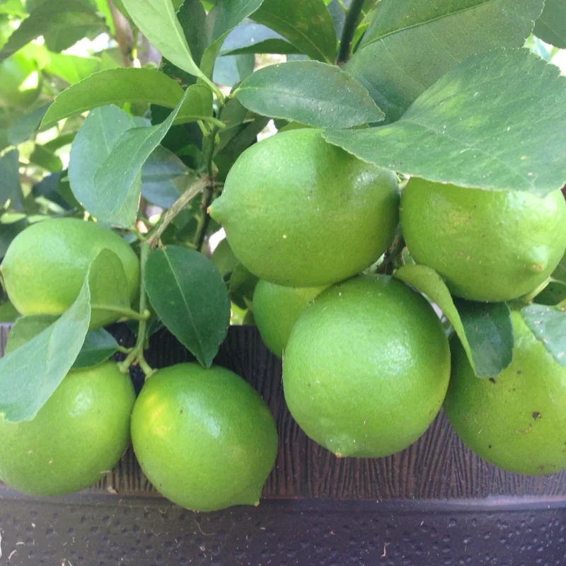 3-4" Tall Key Lime Tree Live Plant, Key Lime Bush, Key Lime Plant, Live Key Lime Tree, Citrus Fruit Tree