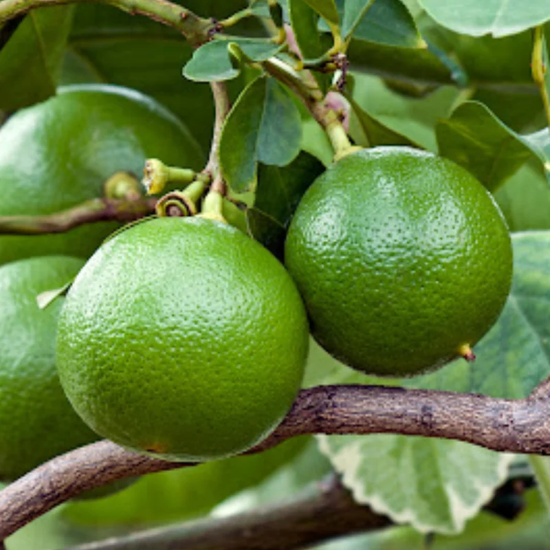 Key Lime Tree Live Plant, 3 to 4 Inch Tall, Well Rooted, Key Lime Plant, Live Key Lime Tree, Citrus Fruit Tree