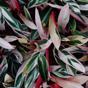 Triostar Stromanthe Plant, Tricolor Prayer Plant Live 4 Inches Pot House Plant