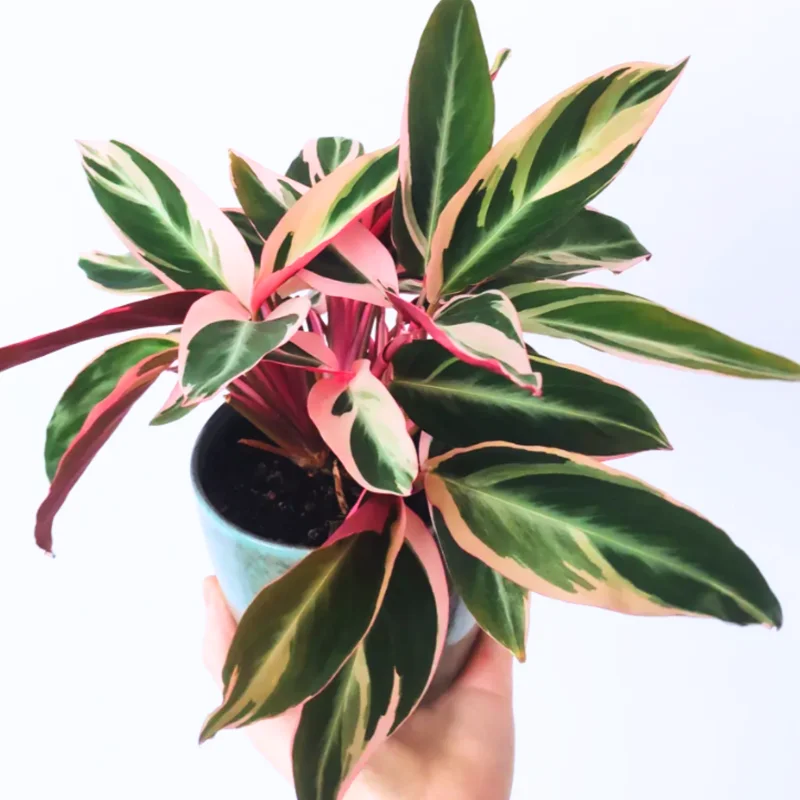 Stromanthe Triostar Live Plant, Pink Stromanthe Triostar 4 Inches Potted, Tricolor Prayer Plant Live House Plant