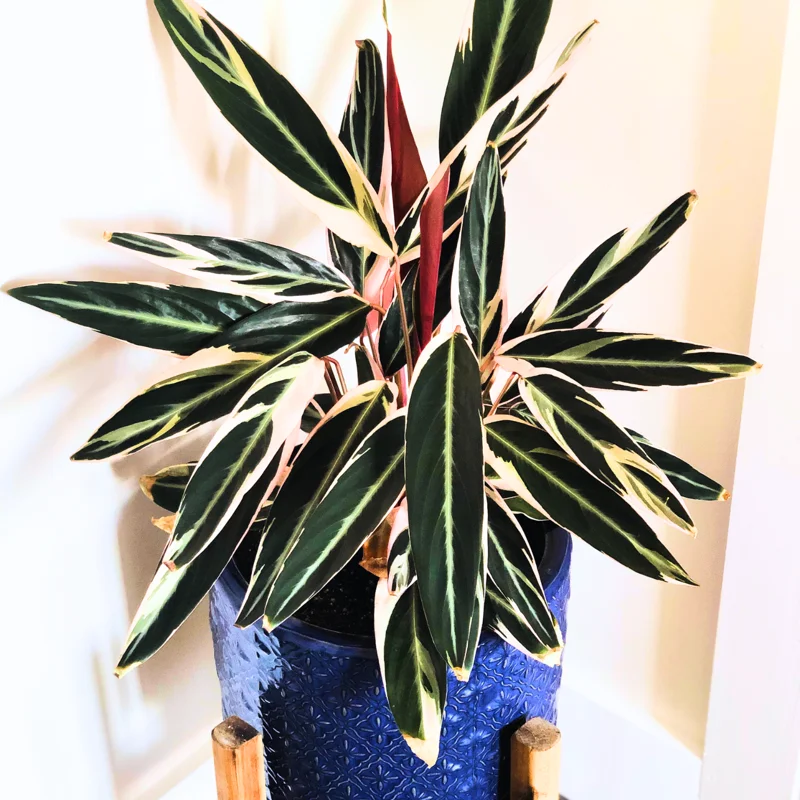 Stromanthe Triostar Live Plant, Pink Stromanthe Triostar 4 Inches Potted, Tricolor Prayer Plant Live House Plant