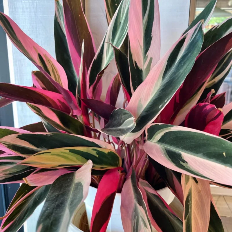 Stromanthe Triostar Live Plant, Pink Stromanthe Triostar 4 Inches Potted, Tricolor Prayer Plant Live House Plant