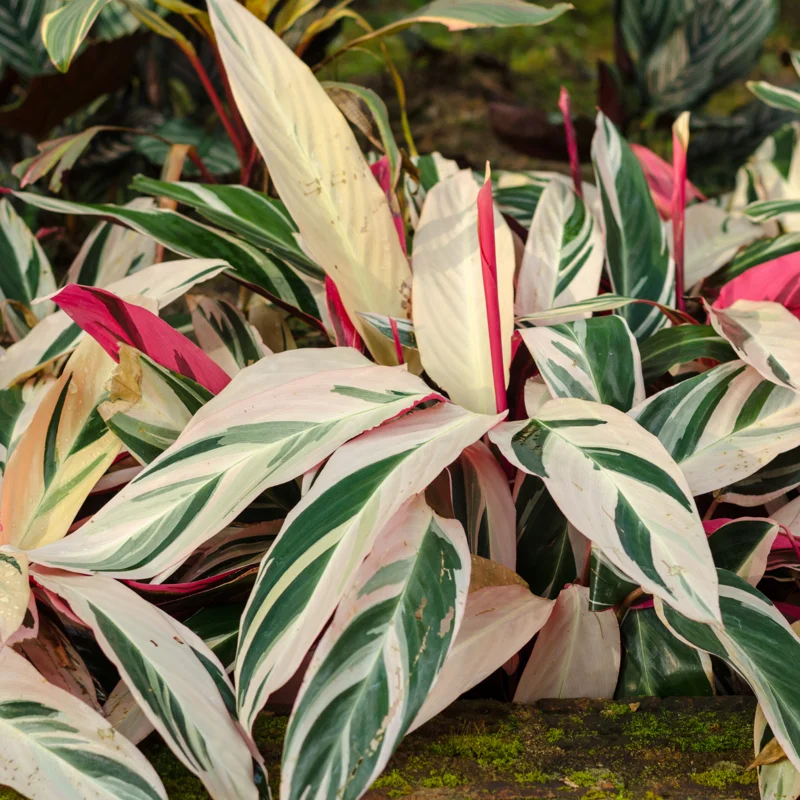 Stromanthe Triostar Live Plant, Pink Stromanthe Triostar 4 Inches Potted, Tricolor Prayer Plant Live House Plant