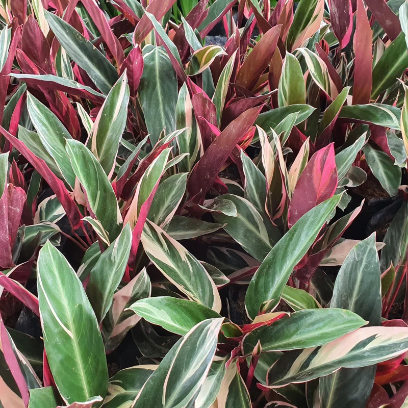 Stromanthe Triostar Live Plant, Pink Stromanthe Triostar 4 Inches Potted, Tricolor Prayer Plant Live House Plant