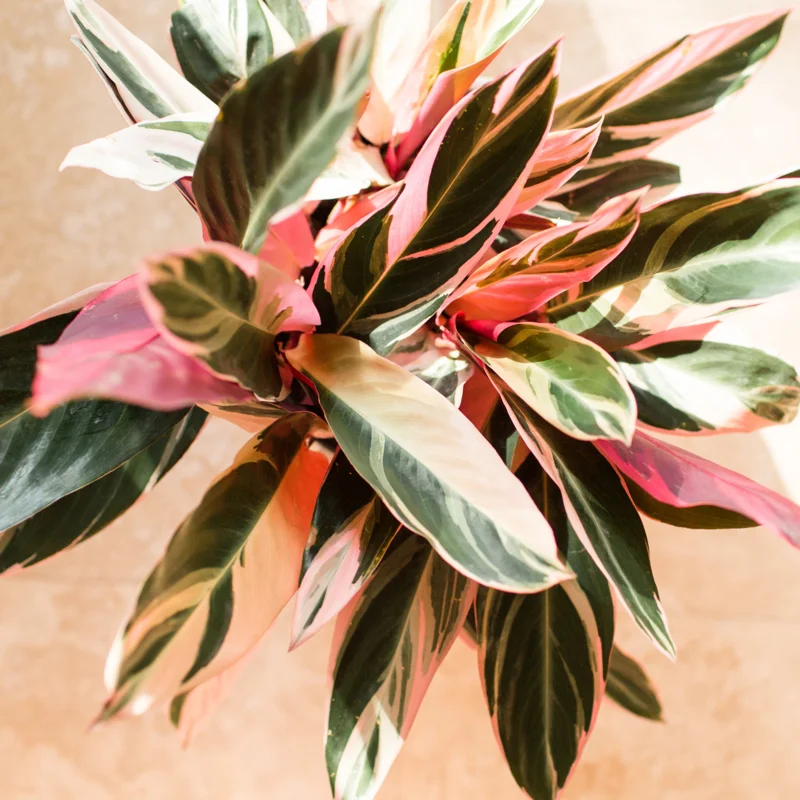 Triostar Stromanthe Plant, Tricolor Prayer Plant Live 4 Inches Pot House Plant