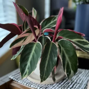 Calathea Stromanthe Triostar Plant, Tricolor Prayer Plant Indoor In 4 Inches Pot