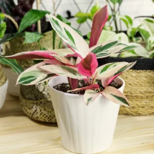 Calathea Stromanthe Triostar Plant, Tricolor Prayer Plant Indoor In 4 Inches Pot