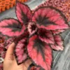 Red Begonia Plant - 2 Plants In 2 Inches Pots, Begonia House Plants Live, Indoor Live Plant
