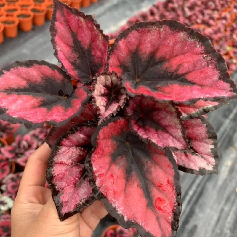 Red Begonia Plant - 2 Plants In 2 Inches Pots, Begonia House Plants Live, Indoor Live Plant