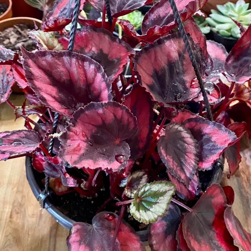 Red Begonia Plant - 2 Plants In 2 Inches Pots, Begonia House Plants Live, Indoor Live Plant