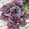 Begonia Plants Live, Pack Of 2 Red Begonia House Plants In 2 Inches Pot