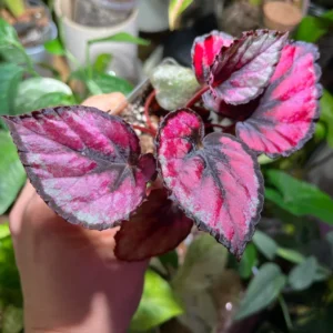 2 Begonia Plants Live Red Leaves, Begonia Plants, Indoor Live Plants, Houseplant