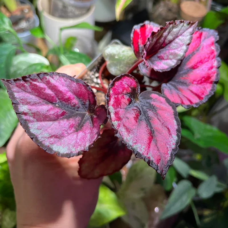 2 Begonia Plants Live Red Leaves, Begonia Plants, Indoor Live Plants, Houseplant