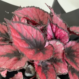 2 Begonia Plants Live Red Leaves, Begonia Plants, Indoor Live Plants, Houseplant