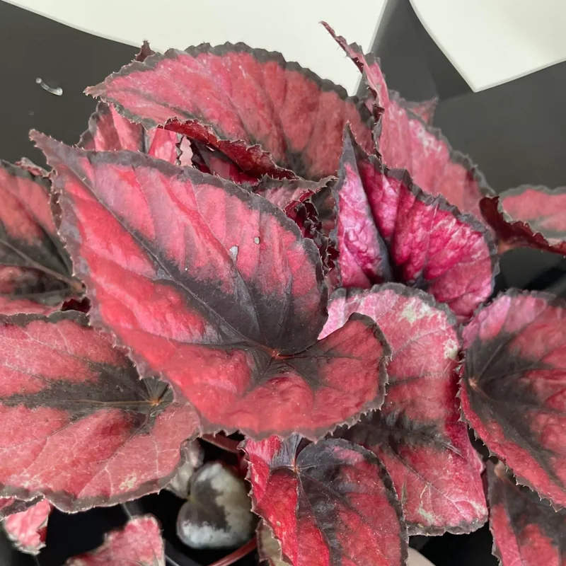 2 Begonia Plants Live Red Leaves, Begonia Plants, Indoor Live Plants, Houseplant