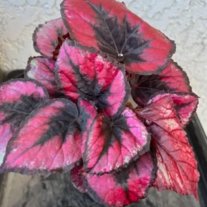 2 Begonia Plants Live Red Leaves, Begonia Plants, Indoor Live Plants, Houseplant