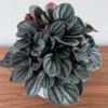 Peperomia Live Plant, Peperomia Plant Live Houseplants 4 Inches Pot Indoor House Plant Live, Ornamental Plant