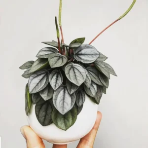 Peperomia Live Plant, Peperomia Plant Live Houseplants 4 Inches Pot Indoor House Plant Live, Ornamental Plant