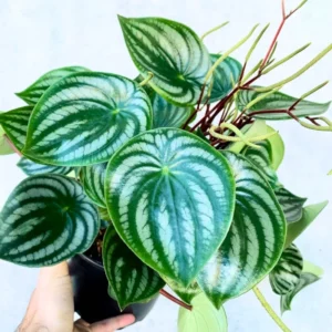 Peperomia Live Plant, Peperomia Plant Live Houseplants 4 Inches Pot Indoor House Plant Live, Ornamental Plant