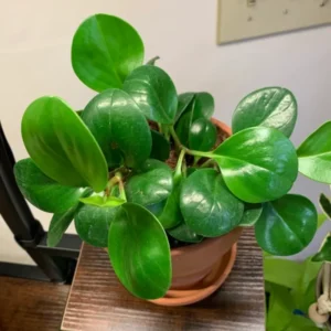 Peperomia Live Plant, Peperomia Plant Live Houseplants 4 Inches Pot Indoor House Plant Live, Ornamental Plant