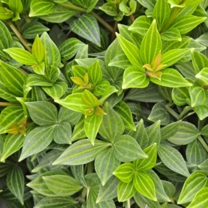 Peperomia Live Plant, Peperomia Plant Live Houseplants 4 Inches Pot Indoor House Plant Live, Ornamental Plant