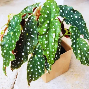 Begonia Plant, Begonia Live Plant Indoor, Live Begonia House Plant 2.5 Inches Pot For Ornament