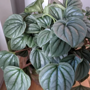 Peperomia Live Plant, Peperomia Plant Live Houseplants 4 Inches Pot Indoor House Plant Live, Ornamental Plant