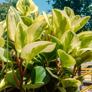 Peperomia Live Plant, Peperomia Plant Live Houseplants 4 Inches Pot Indoor House Plant Live, Ornamental Plant