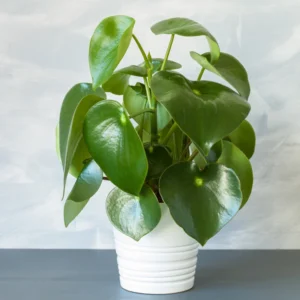Peperomia Live Plant, Peperomia Plant Live Houseplants 4 Inches Pot Indoor House Plant Live, Ornamental Plant