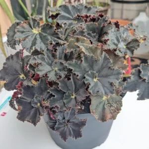 Begonia Live Plant 3.5 Inches Pot, Begonia House Plants, Live Ornamental Plants For Planting