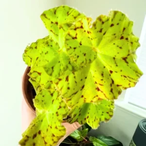 Begonia Live Plant 3.5 Inches Pot, Begonia House Plants, Live Ornamental Plants For Planting