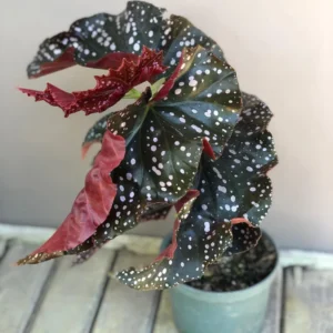 Begonia Live Plant 3.5 Inches Pot, Begonia House Plants, Live Ornamental Plants For Planting