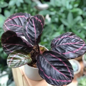 Calathea Plant Live 4 Inches Pot, Calathea Plant House Plant Indoors Live, Prayer Plant Live House Plant