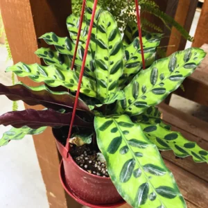 Calathea Plant Live 4 Inches Pot, Calathea Plant House Plant Indoors Live, Prayer Plant Live House Plant