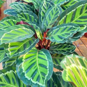 Calathea Plant Live 4 Inches Pot, Calathea Plant House Plant Indoors Live, Prayer Plant Live House Plant