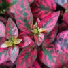 Polka Dot Plant, Hypoestes Plant 3 Inches Potted, Polka Dot Plant Live Houseplants, Live House Plant