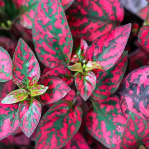 Polka Dot Plant, Hypoestes Plant 3 Inches Potted, Polka Dot Plant Live Houseplants, Live House Plant