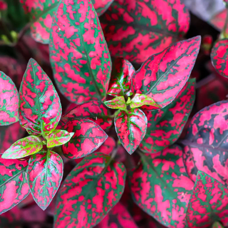 Polka Dot Plant, Hypoestes Plant 3 Inches Potted, Polka Dot Plant Live Houseplants, Live House Plant