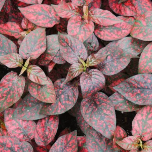 Polka Dot Plant, Hypoestes Plant 3 Inches Potted, Polka Dot Plant Live Houseplants, Live House Plant