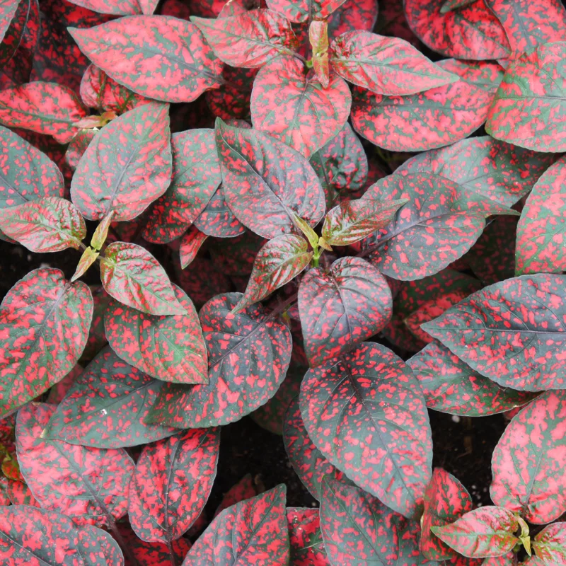 Polka Dot Plant, Hypoestes Plant 3 Inches Potted, Polka Dot Plant Live Houseplants, Live House Plant