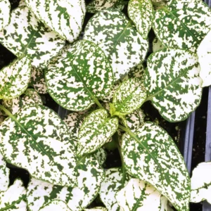 Polka Dot Plant, Hypoestes Plant 3 Inches Potted, Polka Dot Plant Live Houseplants, Live House Plant